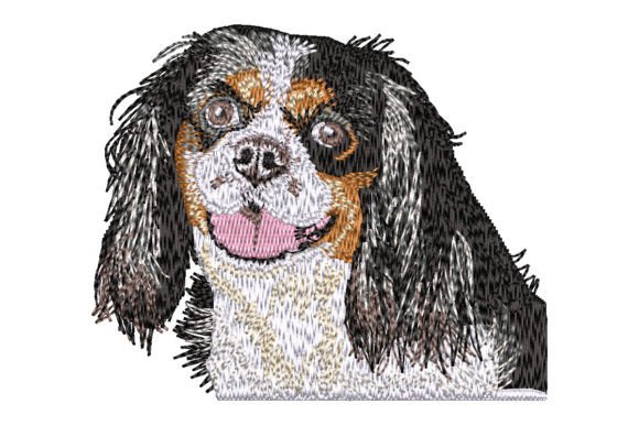 Cavalier King Charles Spaniel